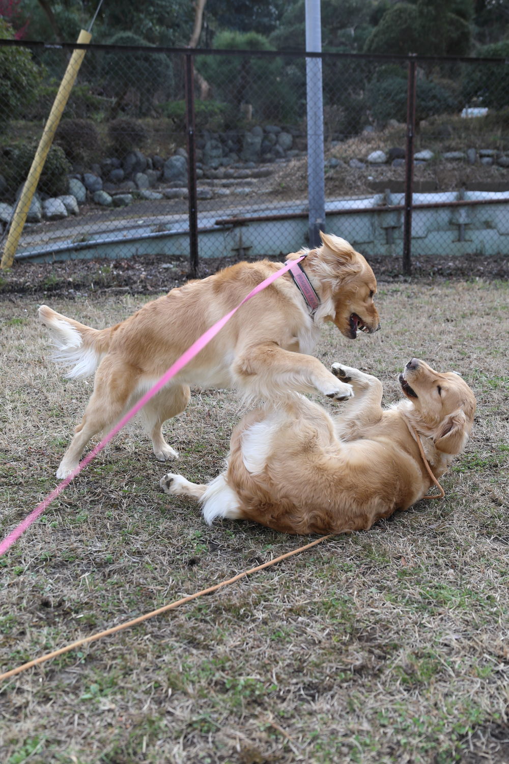 アンちゃんが遊びに来てくれたよ♪_b0275998_22532620.jpg