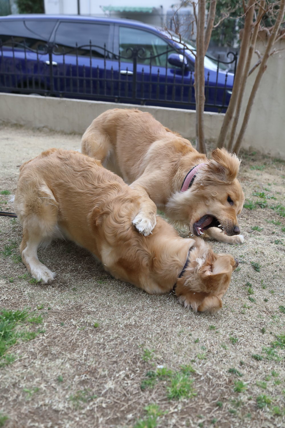 アンちゃんが遊びに来てくれたよ♪_b0275998_23272721.jpg