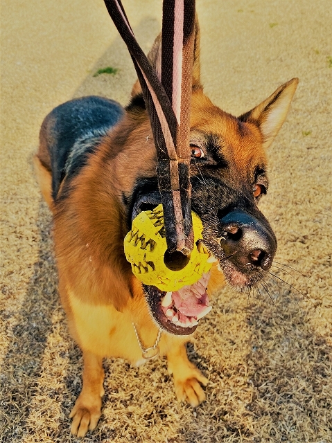 猛犬はどこ?_d0360206_20490329.jpg