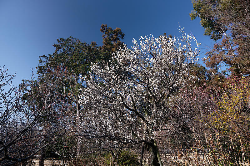早春の花巡り 梅@梅宮大社_f0032011_19095813.jpg