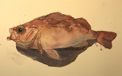 沖メバル 大島裕子水彩画ブログ