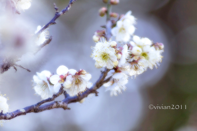 ２月の撮影会　～真岡井頭公園で梅の撮影のはずが…～_e0227942_20305021.jpg