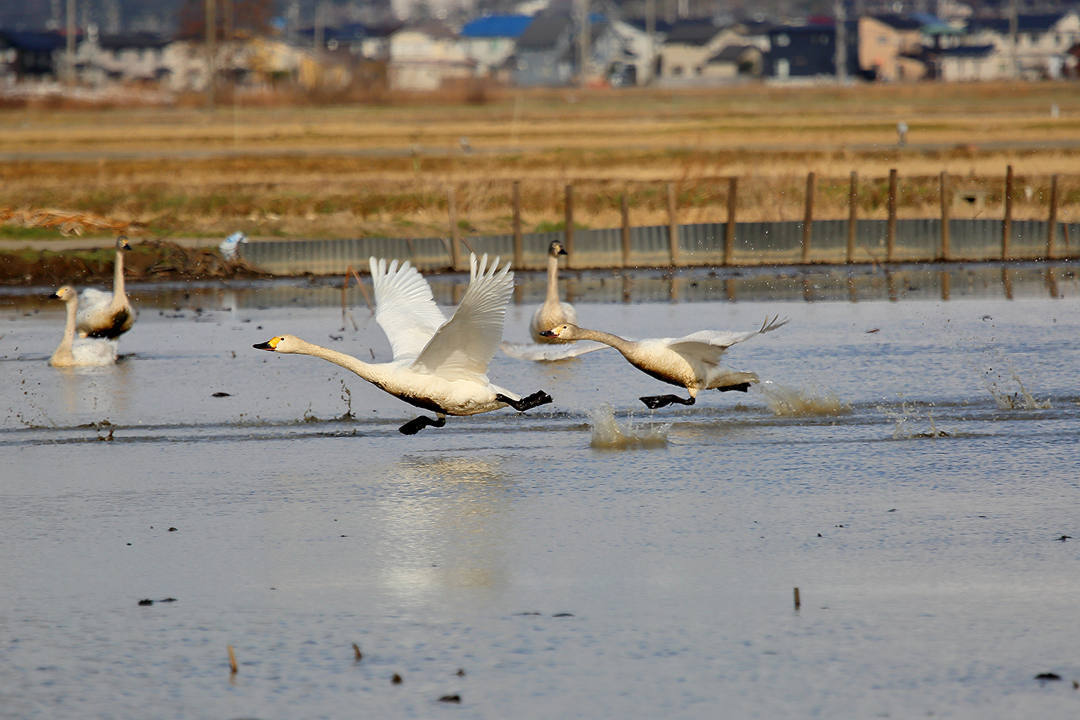 白鳥 2/25_e0403850_23055384.jpg