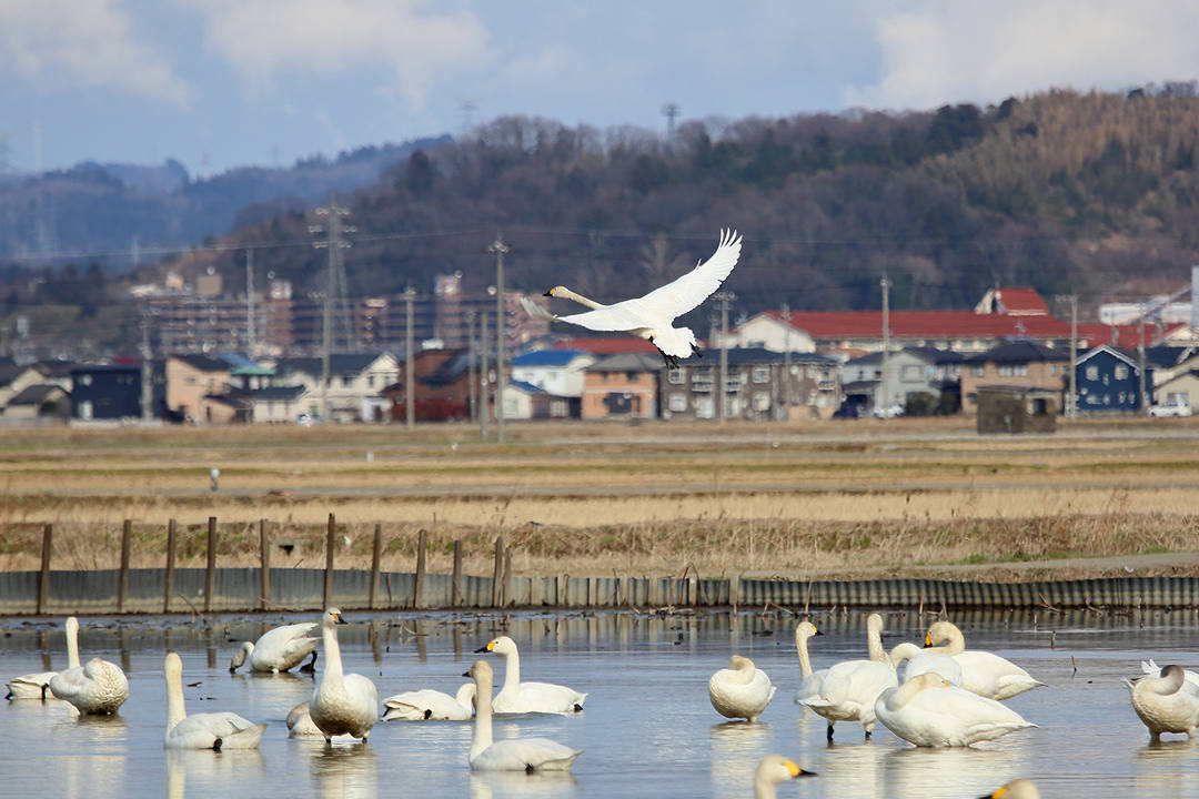白鳥 2/25_e0403850_23060140.jpg