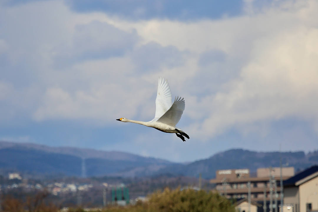 白鳥 2/25_e0403850_23060518.jpg