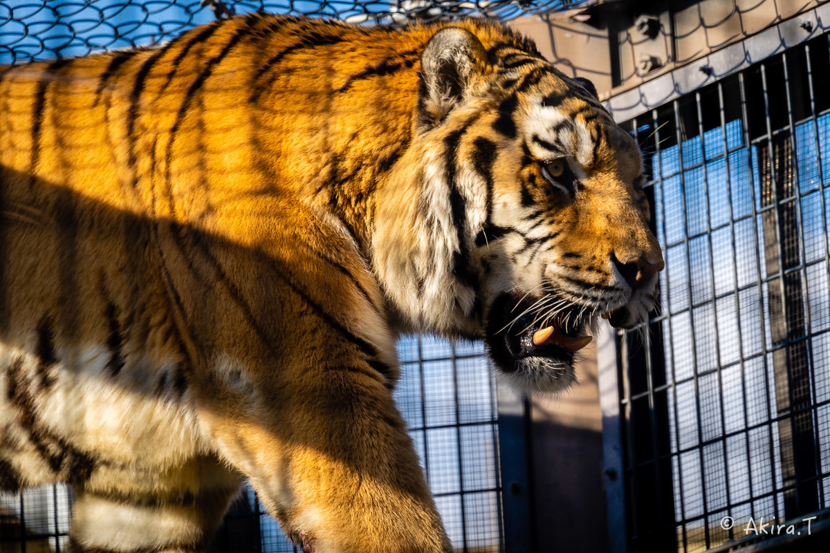 京都市動物園 -2-_f0152550_21350522.jpg