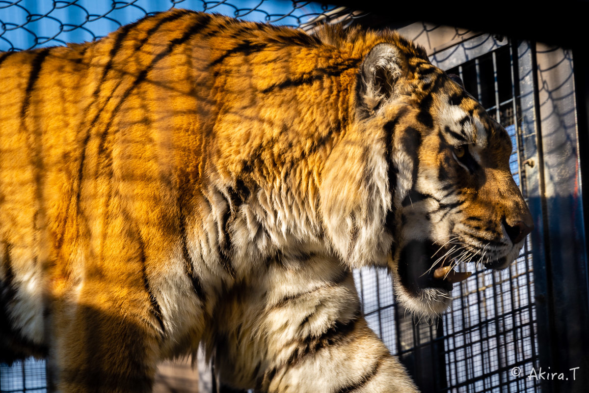 京都市動物園 -2-_f0152550_21351344.jpg