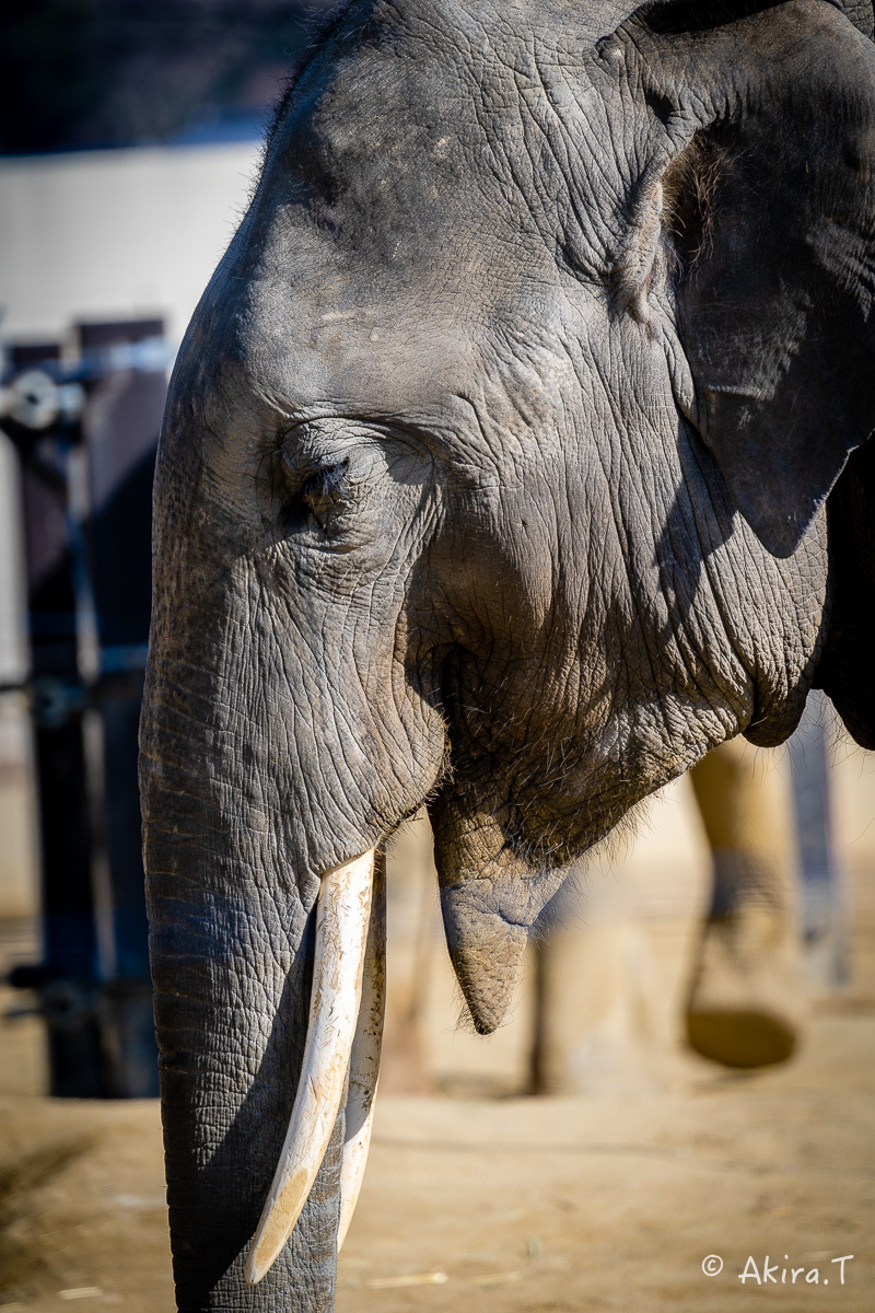 京都市動物園 -2-_f0152550_21352341.jpg