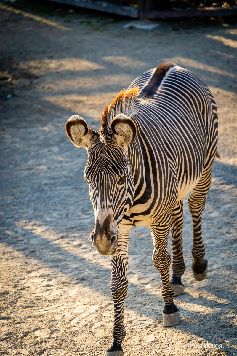 京都市動物園 -2-_f0152550_21355422.jpg