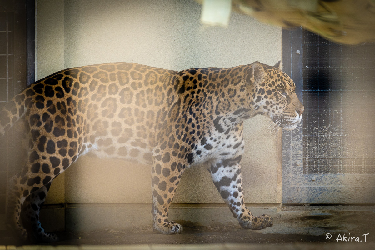 京都市動物園 -2-_f0152550_21360577.jpg