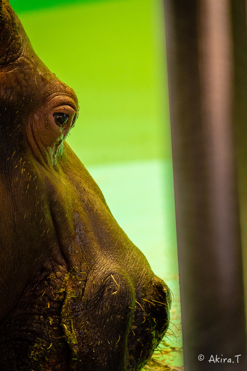 京都市動物園 -2-_f0152550_21361350.jpg