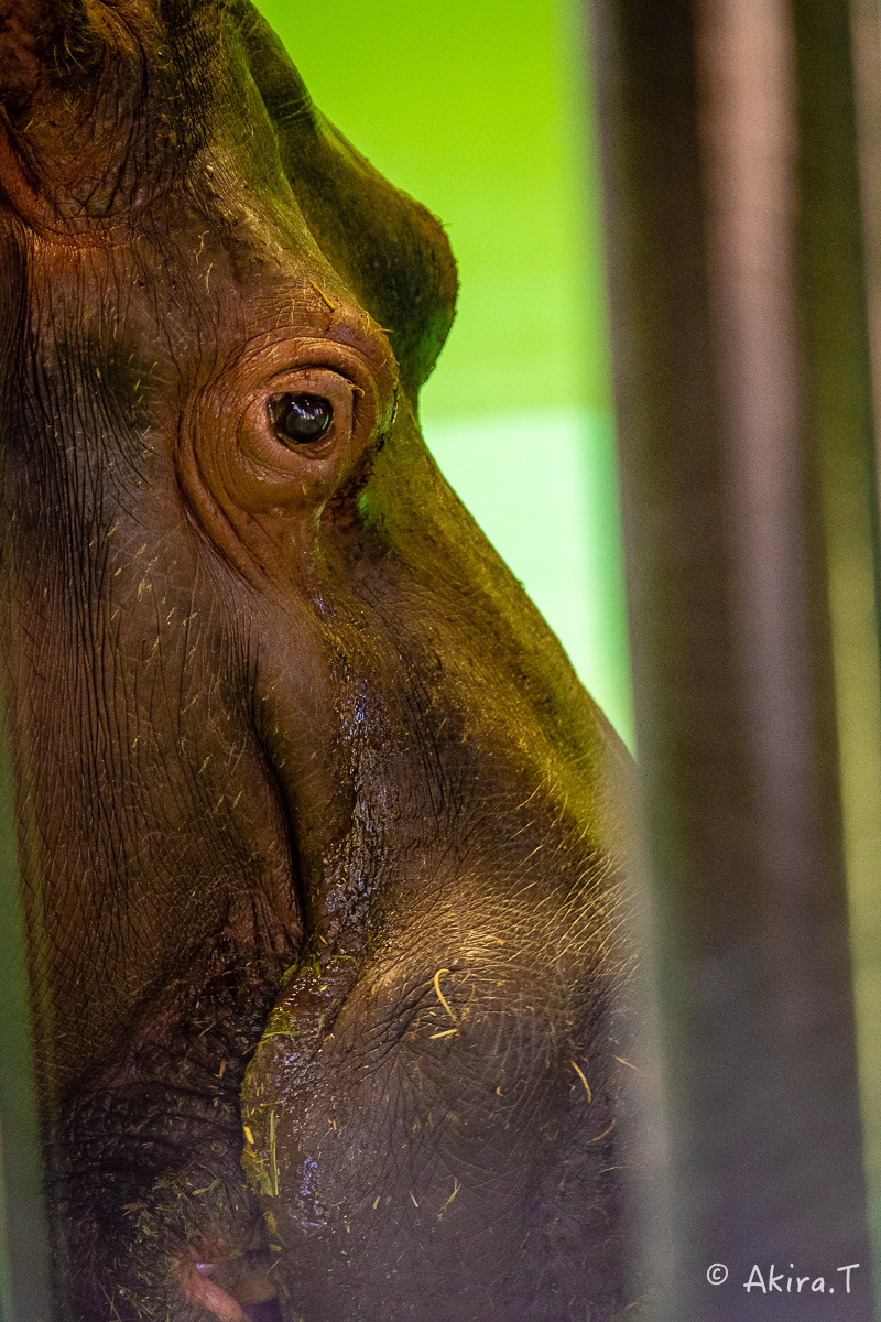 京都市動物園 -2-_f0152550_21361928.jpg