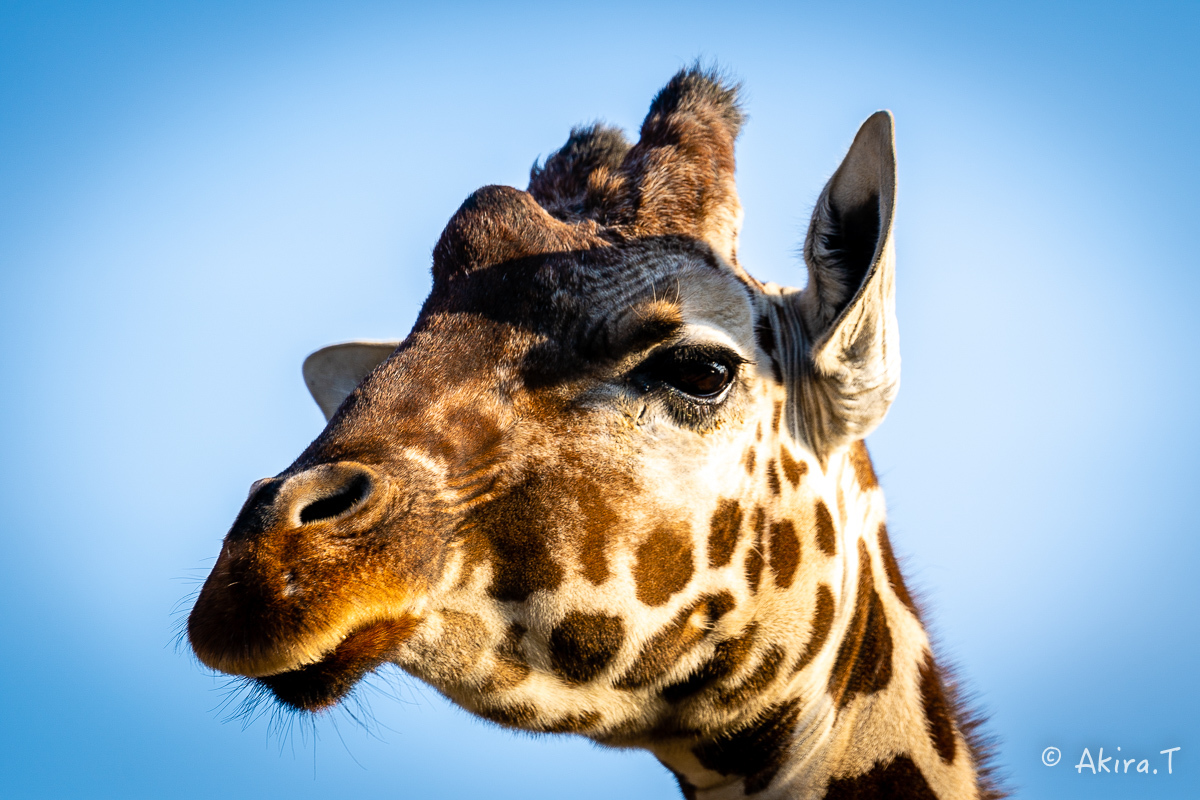 京都市動物園 -2-_f0152550_21374536.jpg
