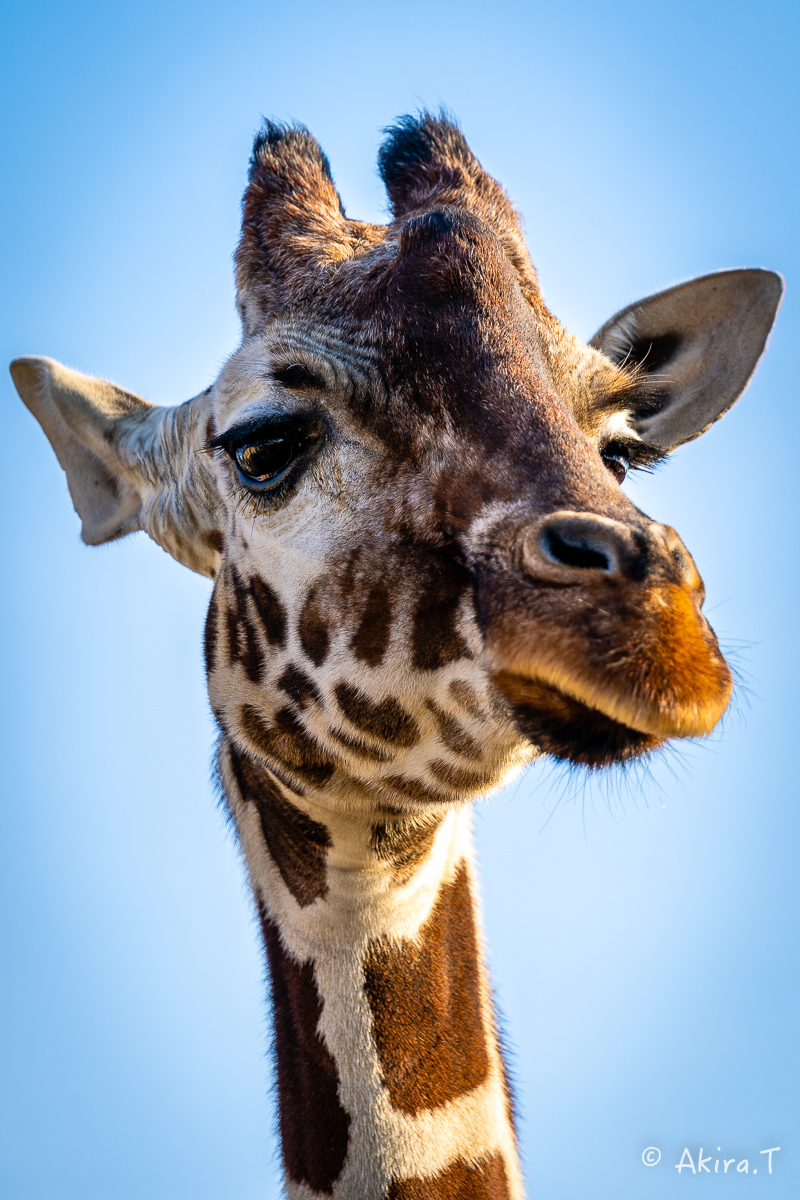 京都市動物園 -2-_f0152550_21375951.jpg