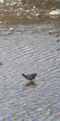 野鳥をスマホで撮影　番を張るのは誰_d0072553_10485309.jpg