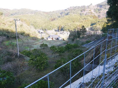 種なしかぼす 冬の様子を現地取材 いつ伺っても徹底管理の果樹園とご自宅の満開のしだれ梅_a0254656_18102348.jpg