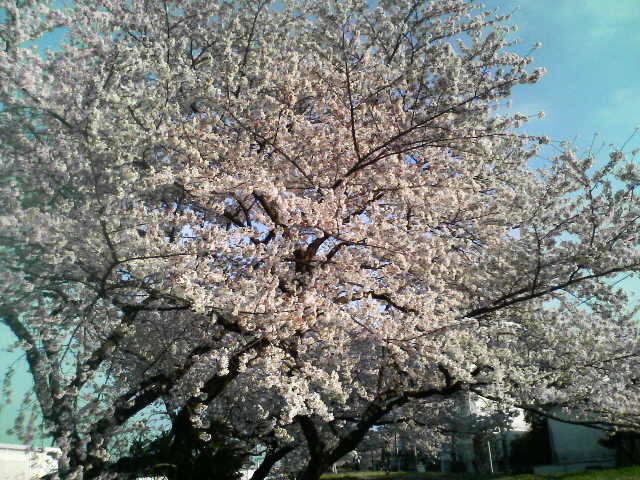 2008【春のフォトグラフ】花が咲いたら日記~多摩川土手・洗足池お花見、お台場、赤坂、ポリス再結成ツアーとサイン会、池上、野毛、高崎、深大寺【病気療養クローラー高松まで行く】_b0116271_01242657.jpg