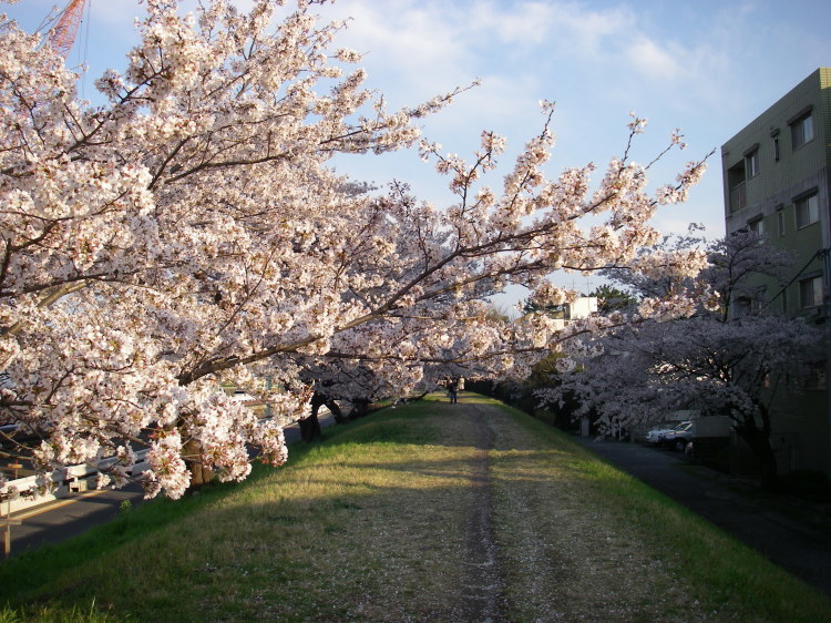 2008【春のフォトグラフ】花が咲いたら日記~多摩川土手・洗足池お花見、お台場、赤坂、ポリス再結成ツアーとサイン会、池上、野毛、高崎、深大寺【病気療養クローラー高松まで行く】_b0116271_14465171.jpg