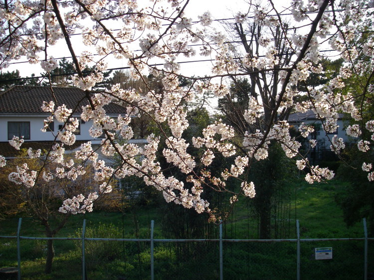 2008【春のフォトグラフ】花が咲いたら日記~多摩川土手・洗足池お花見、お台場、赤坂、ポリス再結成ツアーとサイン会、池上、野毛、高崎、深大寺【病気療養クローラー高松まで行く】_b0116271_14465417.jpg