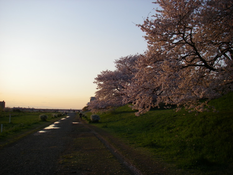 2008【春のフォトグラフ】花が咲いたら日記~多摩川土手・洗足池お花見、お台場、赤坂、ポリス再結成ツアーとサイン会、池上、野毛、高崎、深大寺【病気療養クローラー高松まで行く】_b0116271_14593537.jpg