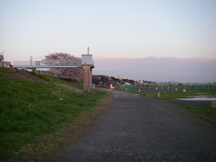 2008【春のフォトグラフ】花が咲いたら日記~多摩川土手・洗足池お花見、お台場、赤坂、ポリス再結成ツアーとサイン会、池上、野毛、高崎、深大寺【病気療養クローラー高松まで行く】_b0116271_15005094.jpg