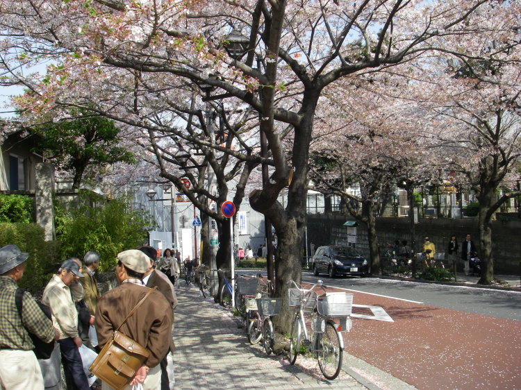 2008【春のフォトグラフ】花が咲いたら日記~多摩川土手・洗足池お花見、お台場、赤坂、ポリス再結成ツアーとサイン会、池上、野毛、高崎、深大寺【病気療養クローラー高松まで行く】_b0116271_15053407.jpg