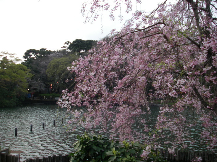 2008【春のフォトグラフ】花が咲いたら日記~多摩川土手・洗足池お花見、お台場、赤坂、ポリス再結成ツアーとサイン会、池上、野毛、高崎、深大寺【病気療養クローラー高松まで行く】_b0116271_15091750.jpg