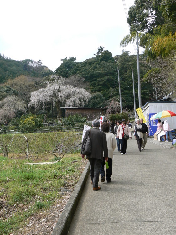 2007/3/31【神奈川県小田原花見】幽邃の長興山しだれ桜と玉宝寺五百羅漢【春日局の小田原墓】_b0116271_20365472.jpg