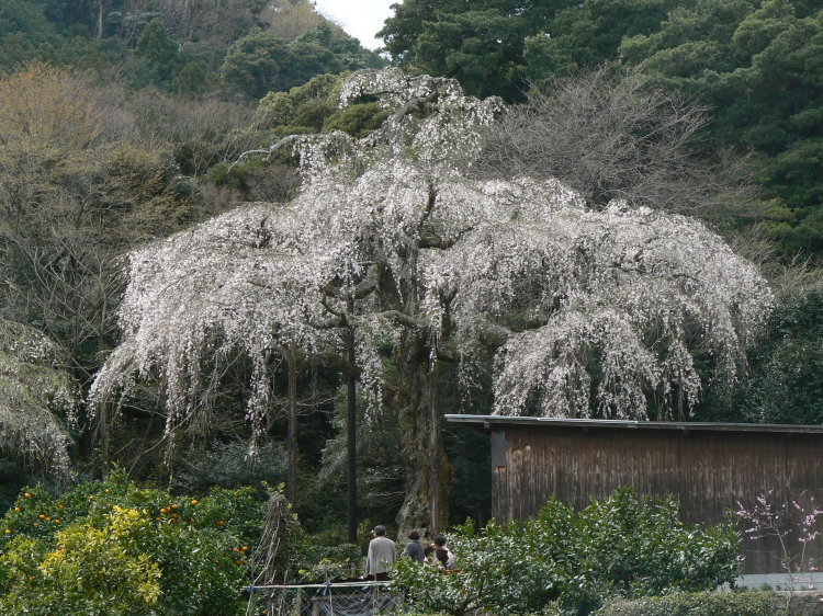 2007/3/31【神奈川県小田原花見】幽邃の長興山しだれ桜と玉宝寺五百羅漢【春日局の小田原墓】_b0116271_20543613.jpg