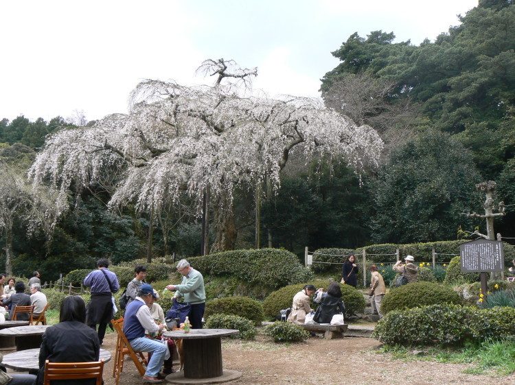2007/3/31【神奈川県小田原花見】幽邃の長興山しだれ桜と玉宝寺五百羅漢【春日局の小田原墓】_b0116271_20543719.jpg