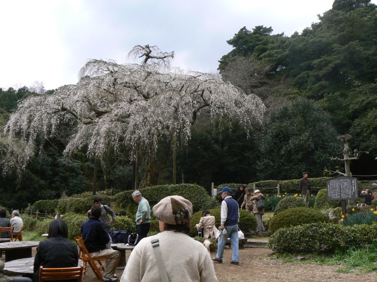 2007/3/31【神奈川県小田原花見】幽邃の長興山しだれ桜と玉宝寺五百羅漢【春日局の小田原墓】_b0116271_20543732.jpg