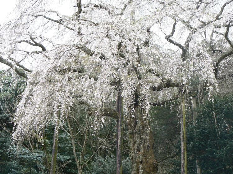 2007/3/31【神奈川県小田原花見】幽邃の長興山しだれ桜と玉宝寺五百羅漢【春日局の小田原墓】_b0116271_20543852.jpg