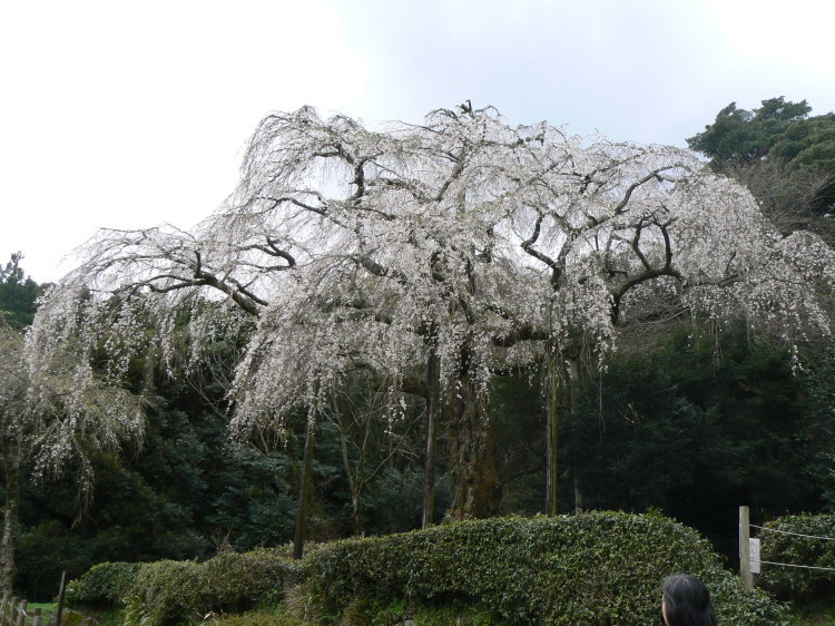 2007/3/31【神奈川県小田原花見】幽邃の長興山しだれ桜と玉宝寺五百羅漢【春日局の小田原墓】_b0116271_20543876.jpg