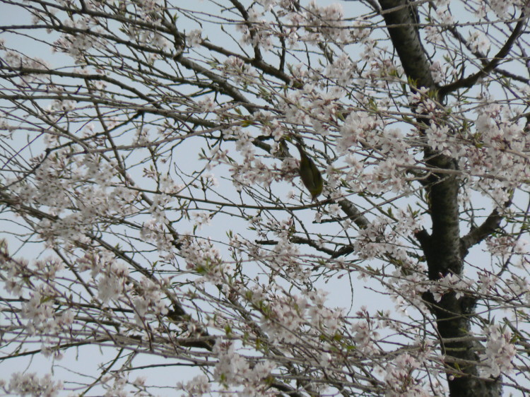 2007/3/31【神奈川県小田原花見】幽邃の長興山しだれ桜と玉宝寺五百羅漢【春日局の小田原墓】_b0116271_20593257.jpg
