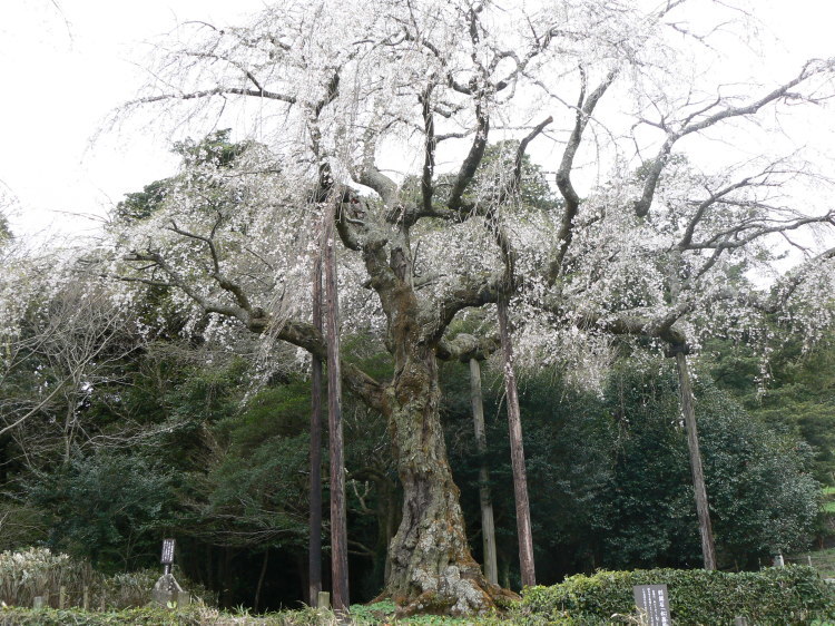 2007/3/31【神奈川県小田原花見】幽邃の長興山しだれ桜と玉宝寺五百羅漢【春日局の小田原墓】_b0116271_20593362.jpg