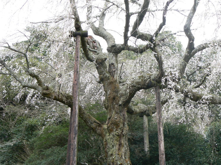 2007/3/31【神奈川県小田原花見】幽邃の長興山しだれ桜と玉宝寺五百羅漢【春日局の小田原墓】_b0116271_20593499.jpg