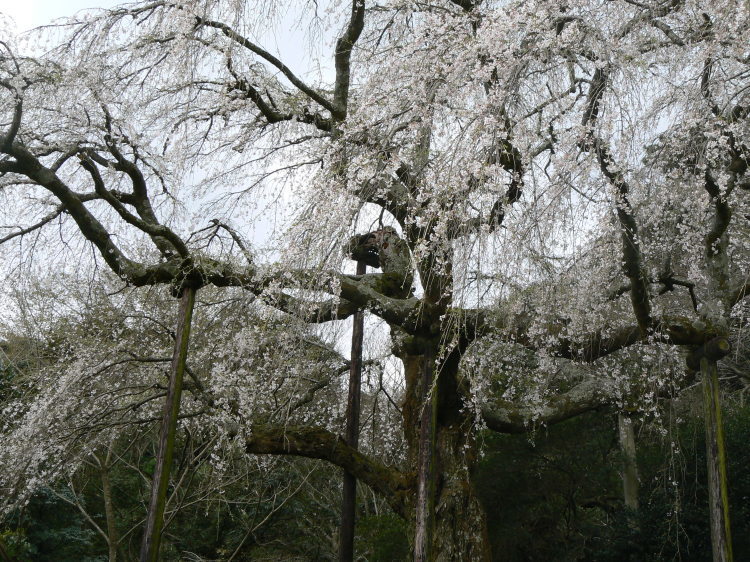 2007/3/31【神奈川県小田原花見】幽邃の長興山しだれ桜と玉宝寺五百羅漢【春日局の小田原墓】_b0116271_20593534.jpg