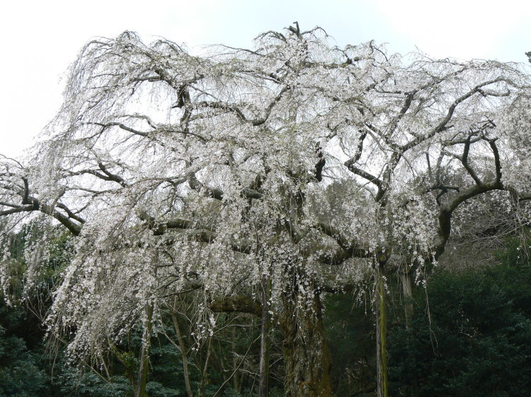 2007/3/31【神奈川県小田原花見】幽邃の長興山しだれ桜と玉宝寺五百羅漢【春日局の小田原墓】_b0116271_20593586.jpg