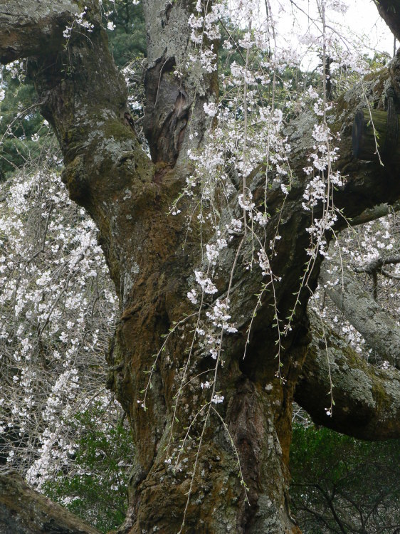 2007/3/31【神奈川県小田原花見】幽邃の長興山しだれ桜と玉宝寺五百羅漢【春日局の小田原墓】_b0116271_20593626.jpg