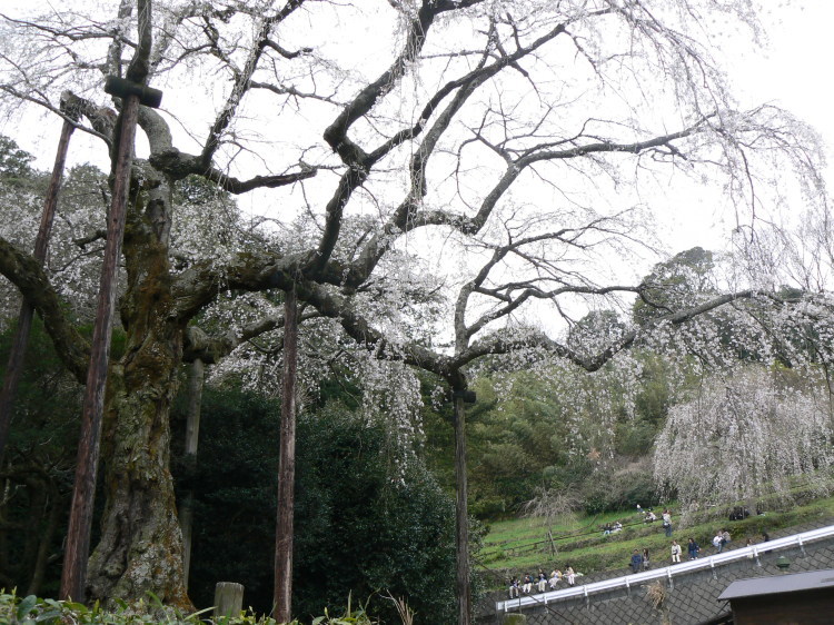 2007/3/31【神奈川県小田原花見】幽邃の長興山しだれ桜と玉宝寺五百羅漢【春日局の小田原墓】_b0116271_20593795.jpg