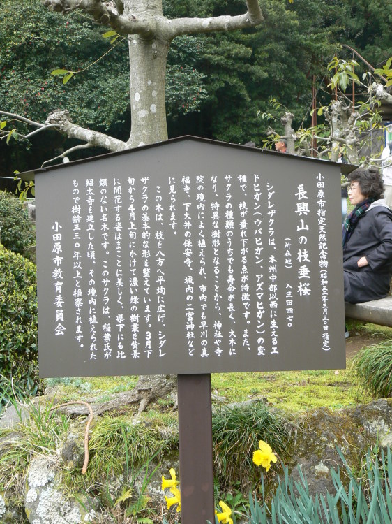 2007/3/31【神奈川県小田原花見】幽邃の長興山しだれ桜と玉宝寺五百羅漢【春日局の小田原墓】_b0116271_21025782.jpg