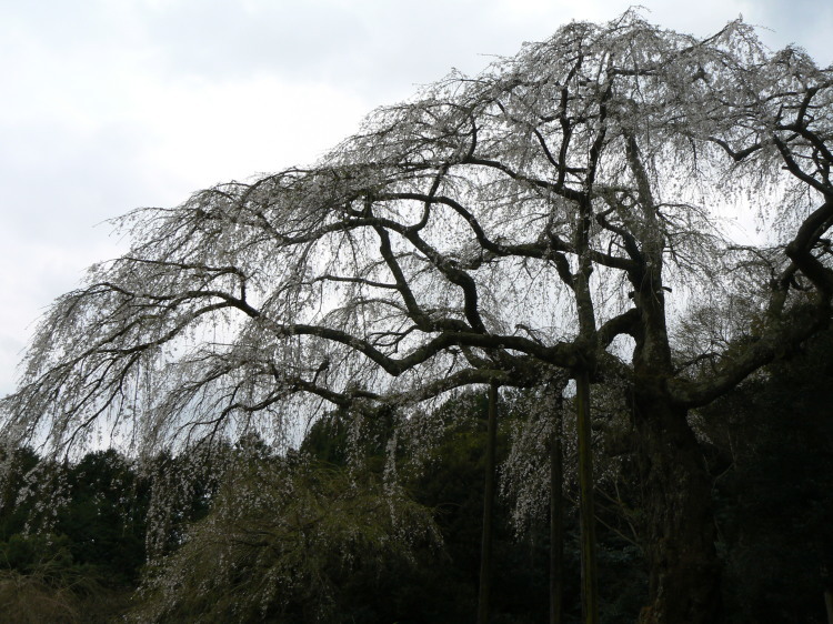 2007/3/31【神奈川県小田原花見】幽邃の長興山しだれ桜と玉宝寺五百羅漢【春日局の小田原墓】_b0116271_21025830.jpg