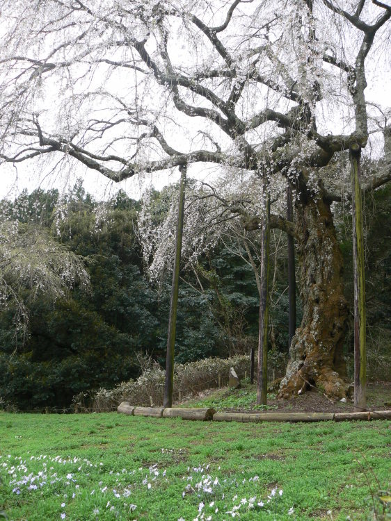 2007/3/31【神奈川県小田原花見】幽邃の長興山しだれ桜と玉宝寺五百羅漢【春日局の小田原墓】_b0116271_21025850.jpg