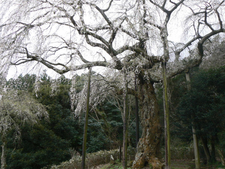 2007/3/31【神奈川県小田原花見】幽邃の長興山しだれ桜と玉宝寺五百羅漢【春日局の小田原墓】_b0116271_21025939.jpg