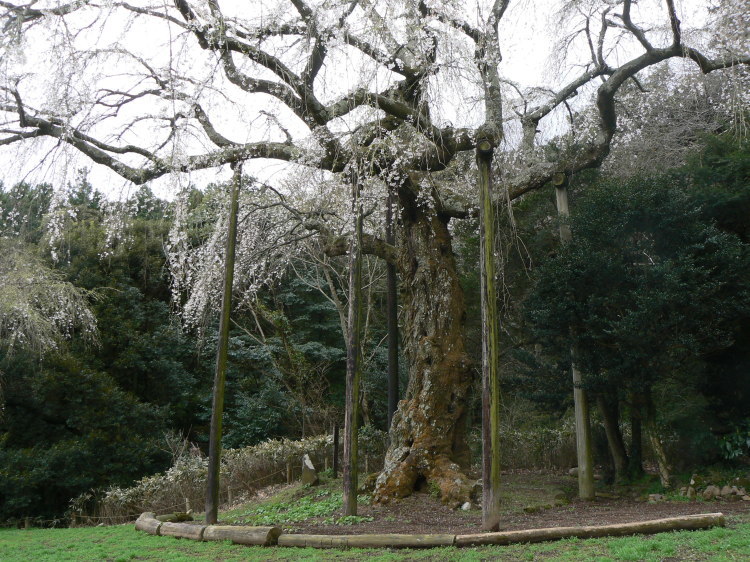 2007/3/31【神奈川県小田原花見】幽邃の長興山しだれ桜と玉宝寺五百羅漢【春日局の小田原墓】_b0116271_21025995.jpg
