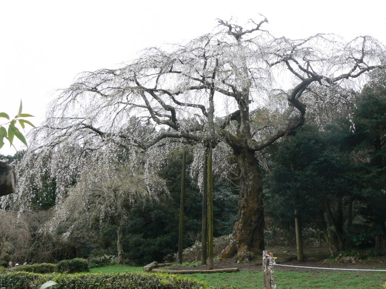 2007/3/31【神奈川県小田原花見】幽邃の長興山しだれ桜と玉宝寺五百羅漢【春日局の小田原墓】_b0116271_21030062.jpg