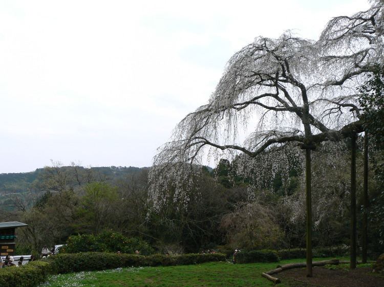 2007/3/31【神奈川県小田原花見】幽邃の長興山しだれ桜と玉宝寺五百羅漢【春日局の小田原墓】_b0116271_21030187.jpg