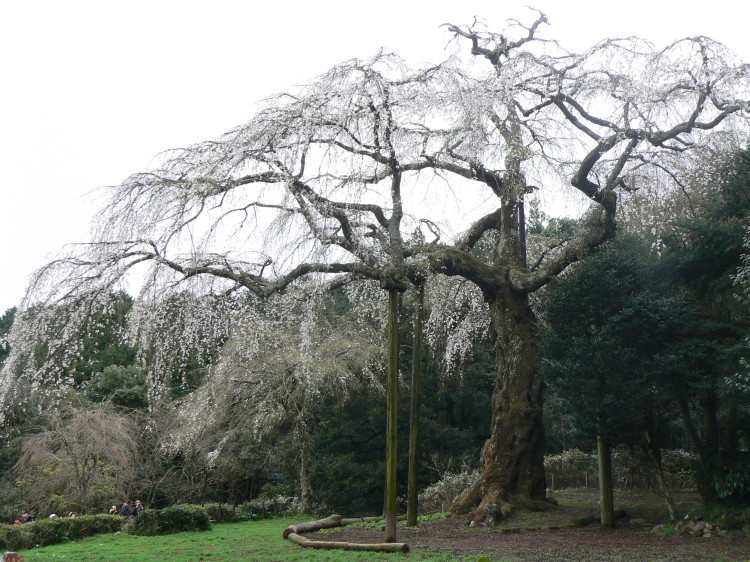 2007/3/31【神奈川県小田原花見】幽邃の長興山しだれ桜と玉宝寺五百羅漢【春日局の小田原墓】_b0116271_21030190.jpg