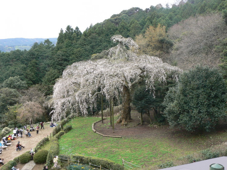 2007/3/31【神奈川県小田原花見】幽邃の長興山しだれ桜と玉宝寺五百羅漢【春日局の小田原墓】_b0116271_21051858.jpg