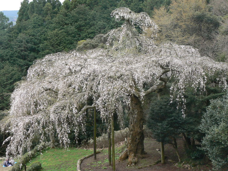 2007/3/31【神奈川県小田原花見】幽邃の長興山しだれ桜と玉宝寺五百羅漢【春日局の小田原墓】_b0116271_21051909.jpg
